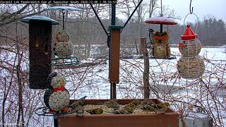 Pine Siskins Join American Goldfinches On Feeder Tray At Sapsucker Woods – Dec 8 2020 [upl. by Hterrag209]