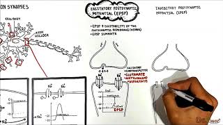 Neuron Neuron Synapses EPSP vs IPSP [upl. by Icat471]