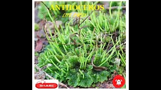 Anthoceros  Life cycle [upl. by Ainattirb]