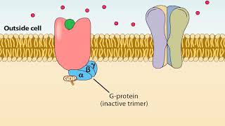 Ionotropic and Metabotropic Receptors [upl. by Malia]