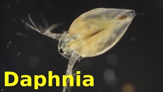 Daphnia [upl. by Martelli10]