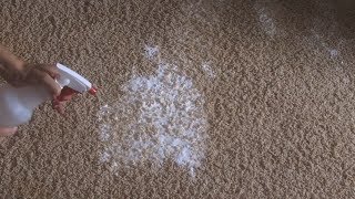 Fix This Homemade natural carpet cleaning solutions [upl. by Jazmin]