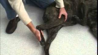 Rear Leg Passive Range of Motion  TPLO  Dog Surgery [upl. by Cairns615]