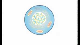 Nucleosome Assembly in Eukaryotes [upl. by Wang]