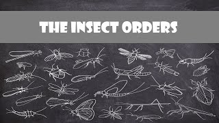 Defining Characteristics of the Insect Orders  Entomology [upl. by Tierell]