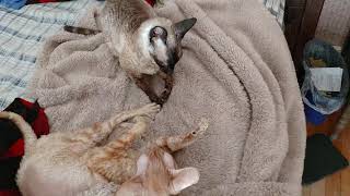 Cornish Rex Cat Fight [upl. by Ylnevaeh]