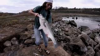 Catching MONSTER Striped Bass Lake Whitney and Brazos River FIshing [upl. by Annabal]