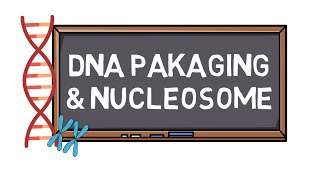 DNA Packaging amp Nucleosome  Chromosome Formation  Pocket Bio [upl. by Stoecker]