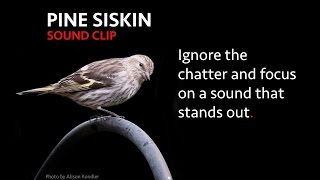 Pine Siskin  Sound Clip [upl. by Esinereb34]