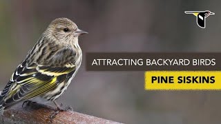 Attracting Backyard Birds Pine Siskins [upl. by Euh]