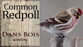 Common Redpoll  Birds of Manitoba [upl. by Sylvester221]