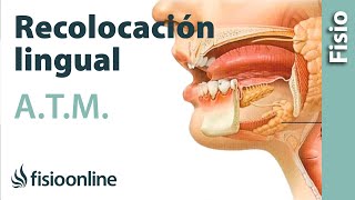 Ejercicio de reposicionamiento o recolocación lingual [upl. by Hadley276]