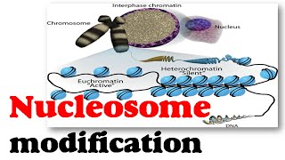 Nucleosome modification [upl. by Halland877]