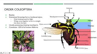 Insect Identification Webinar [upl. by Meredeth]