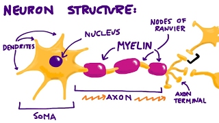 Neurons amp The Synapse Overview [upl. by Tracey528]