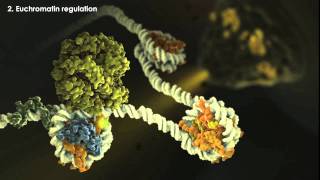 Epigenetics Overview [upl. by Hector]