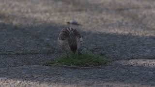 Foraging common redpoll in normal speed  Birds in New Zealand [upl. by Leinad]