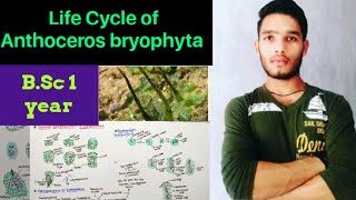 Life cycle of Anthoceros  External and internal structure of anthoceros [upl. by Irwin341]