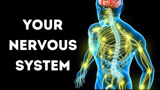 A Journey Through Your Nervous System [upl. by Desdee]