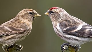 REDPOLLS  Guide to the ID of British Garden Birds No4 [upl. by Hanas]