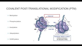 Histone Post Translational Modifications [upl. by Allemaj]