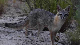 Gray fox and vocalizations [upl. by Akessej]