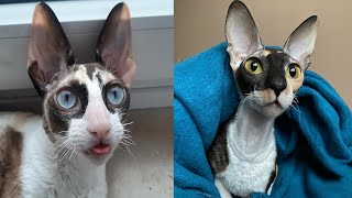 CORNISH REX CATS 2021 [upl. by Nnylrahc5]