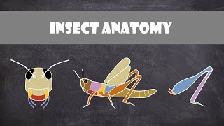 Insect Anatomy  Entomology [upl. by Asilam]