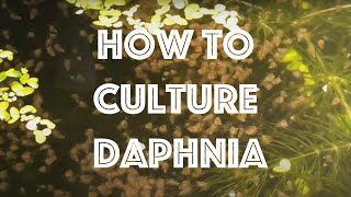 How To Culture Daphnia Magna [upl. by Magdala253]