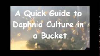 How to culture daphnia outside [upl. by Leifer]