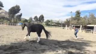 Louis  horse with Wobblers running after treatment with the Assisi Loop [upl. by Ihskaneem]