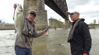 World Class Hybrid Bass Fishing Below McAlpine Dam [upl. by Attenad38]