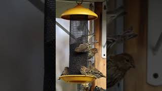 Pine Siskins Feeding on Nyjer From a Stokes Select Finch Screen Feeder [upl. by Yong]