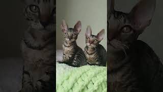 Cute Cornish Rex Kitty Dorothy [upl. by Argella]