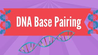 DNA Base Pairing [upl. by Adnovad322]