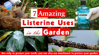 7 Amazing Listerine Uses in the Garden  Surprising Mouthwash Hacks [upl. by Einnal]