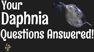 Daphnia Questions Answered [upl. by Enirac]