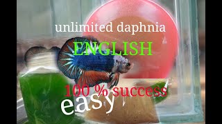 daphnia moina culture Easy way Unlimited production English  with sub Green water Chlorella [upl. by Figge]