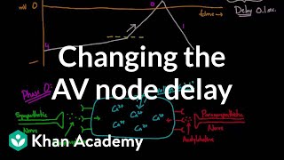 Changing the AV node delay  chronotropic effect  NCLEXRN  Khan Academy [upl. by Alejandro219]