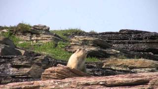 Hoary marmot call [upl. by Erodoeht611]