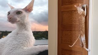 CUTE CORNISH REX CAT MOMENTS [upl. by Naret]