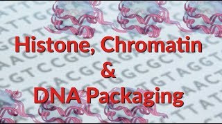 Histone  Chromatin  Nucleosome  DNA Packaging [upl. by Sillad]