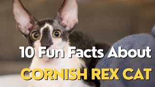 10 Fun Facts About Cornish Rex Cat [upl. by Tannenwald]