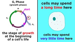 The Cell Cycle and its Regulation [upl. by Hgielrak144]