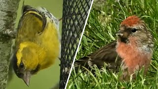 Lesser REDPOLL amp SISKIN [upl. by Neehsar462]