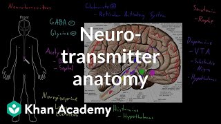 Neurotransmitter anatomy  Organ Systems  MCAT  Khan Academy [upl. by Ynettirb509]