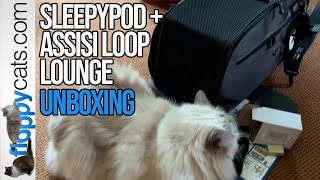 Assisi Loop Lounge for Cats Review  Unboxing Video [upl. by Nesahc]