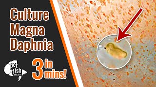 How to culture DAPHNIA MAGNA  The easy way [upl. by Ayra]