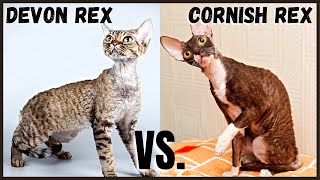 Devon Rex Cat VS Cornish Rex Cat [upl. by Noella591]