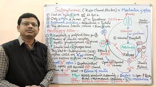 Diabetes Mellitus Part10 Mechanism of Action of Sulfonylurease  Antidiabetic Drugs  Diabetes [upl. by Icat]